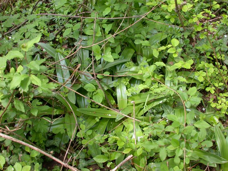 Orchis purpurea - flora Toscana